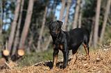 JAGDTERRIER ALLEMAND 103